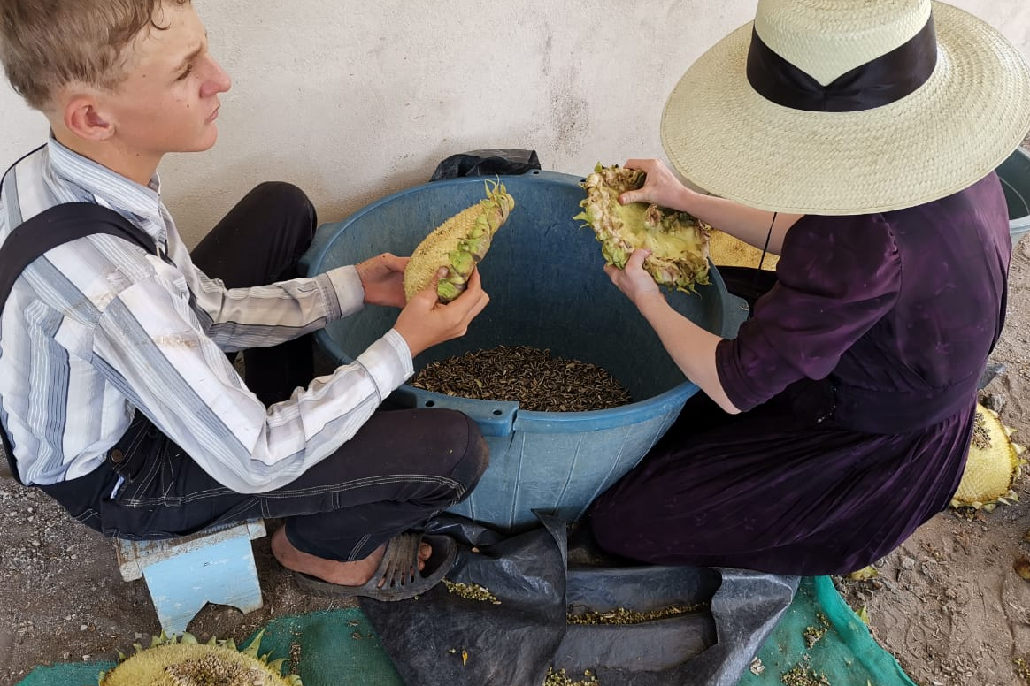 Niña menonita cosechando semillas de la flor de girasol, comunidad menonita Nuevo Durango, Hopelchén, Campeche.