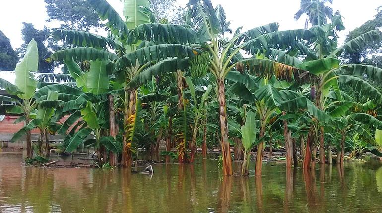 ¿Cuál es el impacto de las inundaciones en la agricultura de Tabasco?